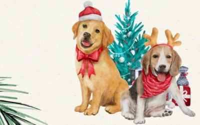 Animal Food Collection